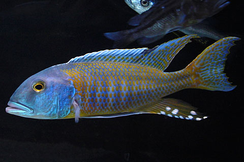 f:id:wild-o-blue:20180204192714j:plain f:id:wild-o-blue:20180204192714j:plain