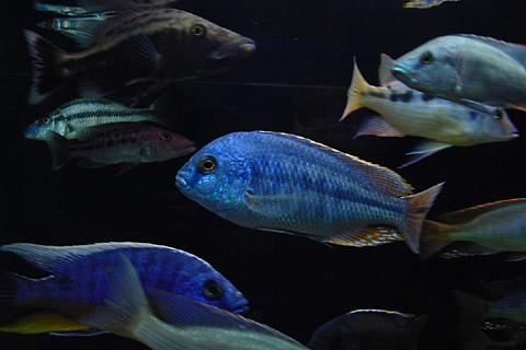 f:id:wild-o-blue:20180205043414j:plain f:id:wild-o-blue:20180205043414j:plain