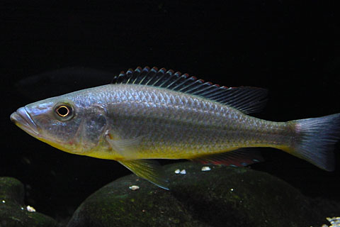f:id:wild-o-blue:20180325120856j:plain