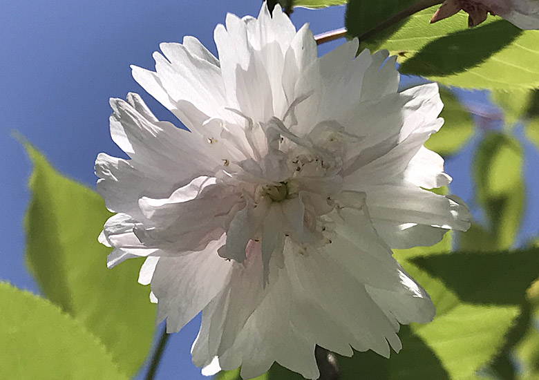 f:id:wild-o-blue:20180430115148j:plain f:id:wild-o-blue:20180430115148j:plain