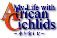 f:id:wild-o-blue:20180602231830j:plain