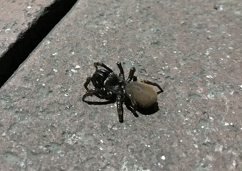 f:id:wild-o-blue:20190315225858j:plain f:id:wild-o-blue:20190315225858j:plain