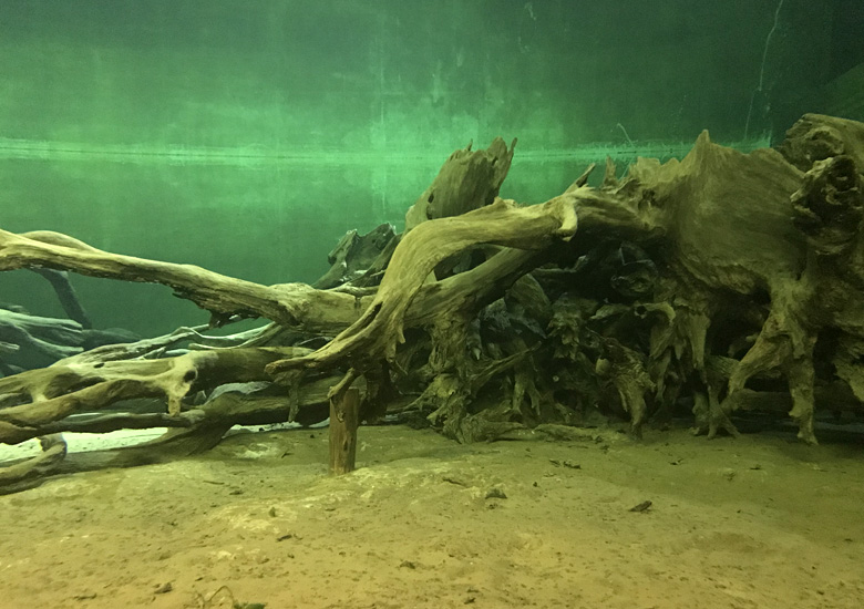 f:id:wild-o-blue:20190408215518j:plain f:id:wild-o-blue:20190408215518j:plain