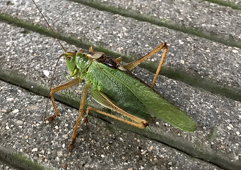 f:id:wild-o-blue:20190812185835j:plain f:id:wild-o-blue:20190812185835j:plain