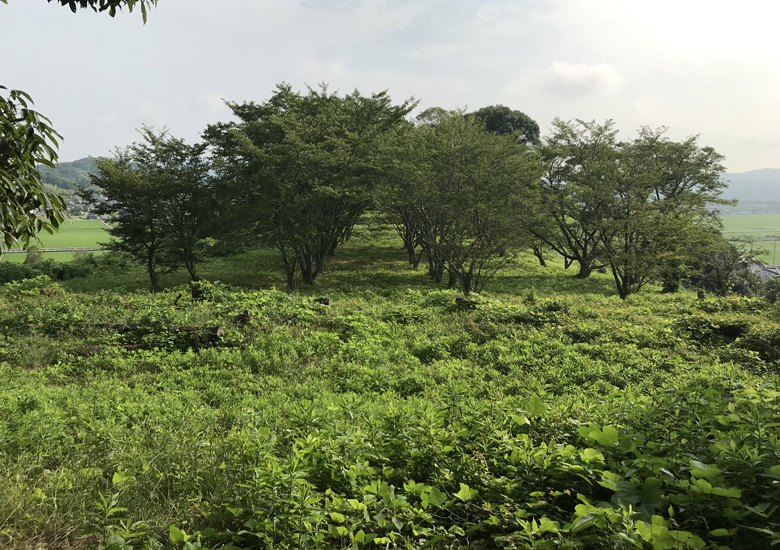 f:id:wild-o-blue:20190813212559j:plain
