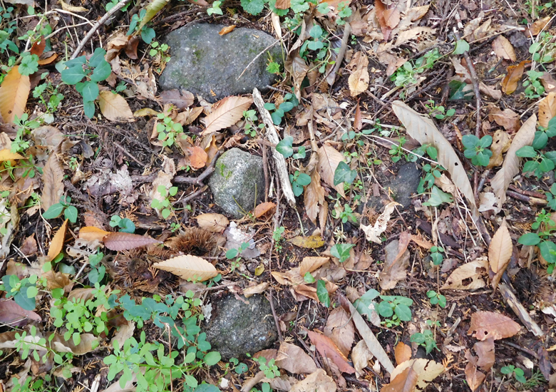 f:id:wild-o-blue:20190923180246j:plain