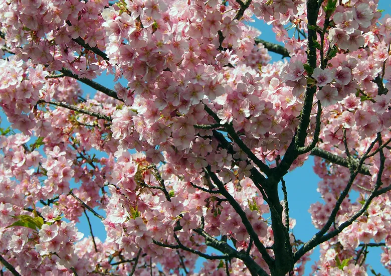 f:id:wild-o-blue:20190924054606p:plain