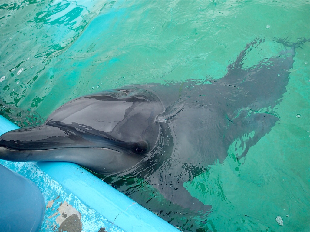 f:id:wild_cat:20190702133503j:image f:id:wild_cat:20190702133503j:image