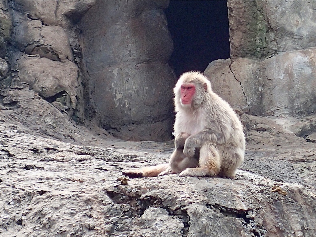 f:id:wild_cat:20190702134130j:image f:id:wild_cat:20190702134130j:image