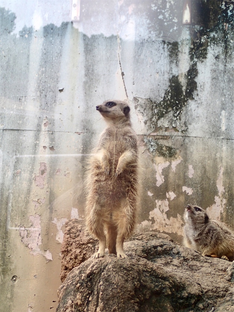 f:id:wild_cat:20190702134215j:image f:id:wild_cat:20190702134215j:image