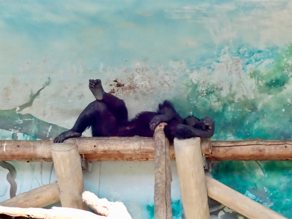 f:id:wild_cat:20190916114600j:image