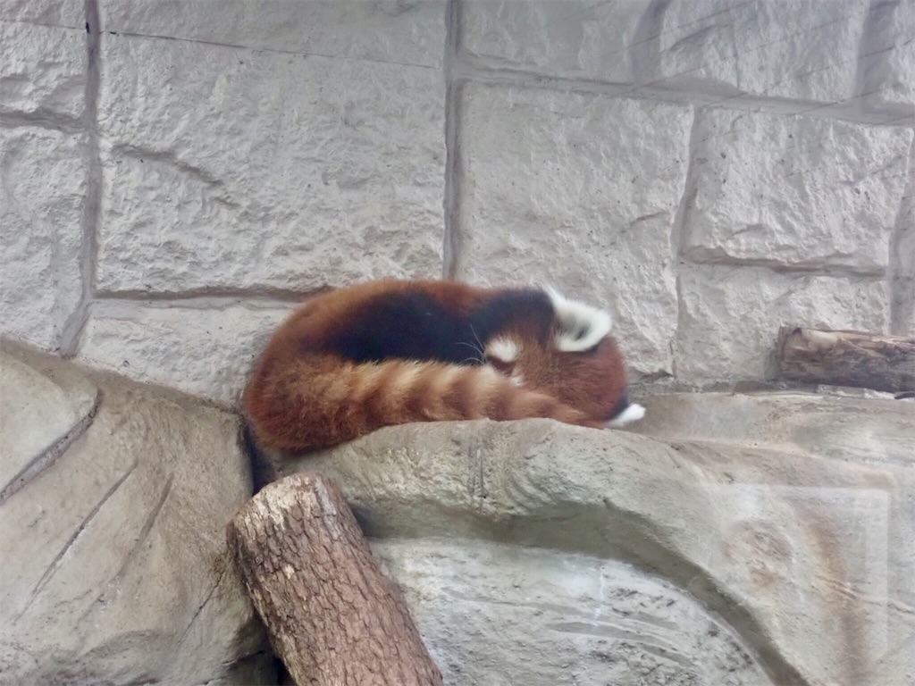 f:id:wild_cat:20190916114612j:image