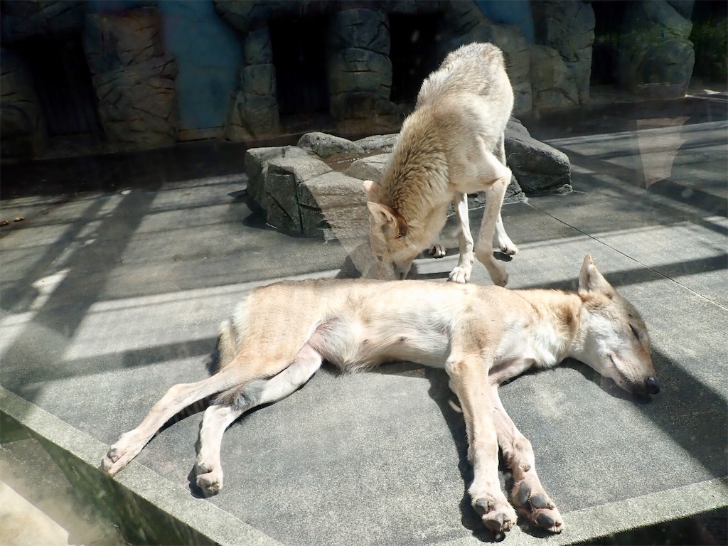 f:id:wild_cat:20190916114832j:image