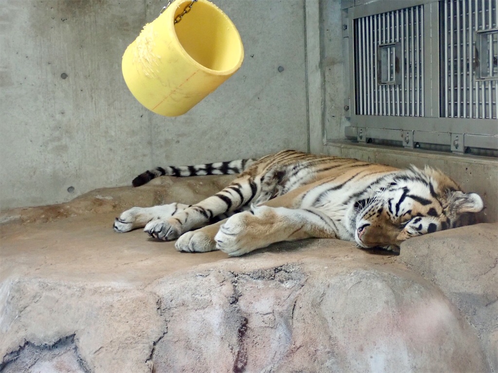 f:id:wild_cat:20190916114902j:image