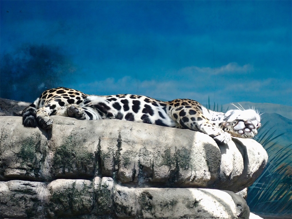 f:id:wild_cat:20190916115009j:image
