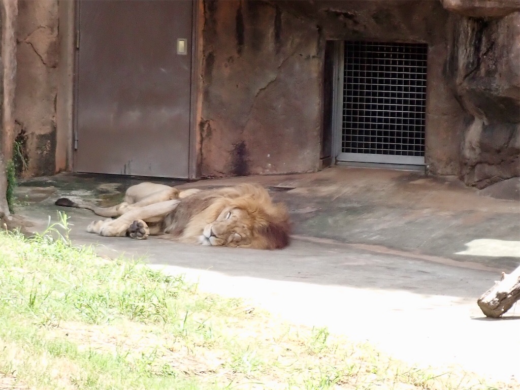 f:id:wild_cat:20190916115025j:image
