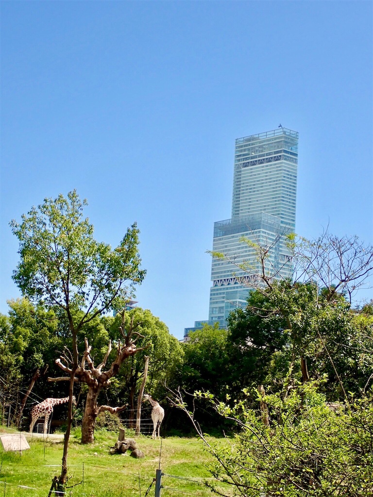 f:id:wild_cat:20190916115041j:image