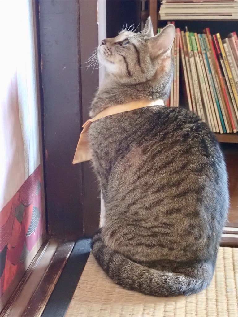 f:id:wild_cat:20191019063754j:image
