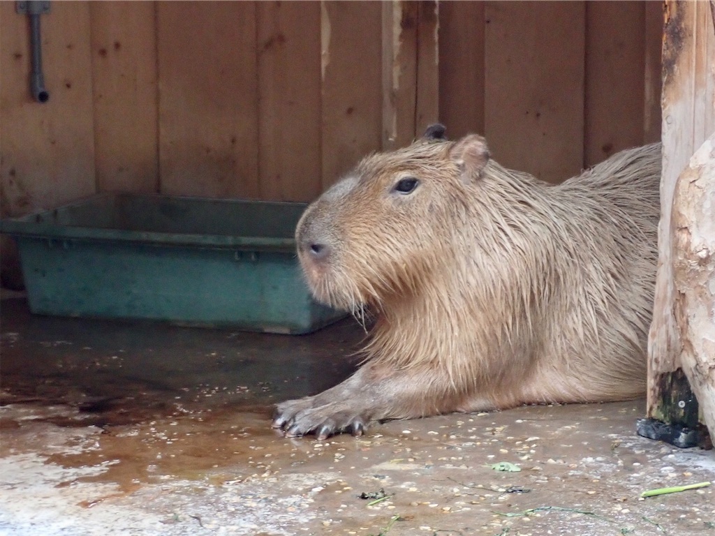 f:id:wild_cat:20191023074500j:image