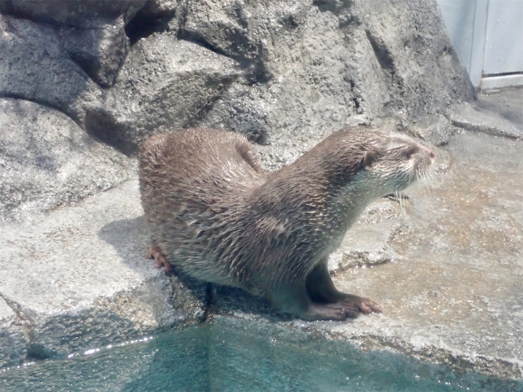 f:id:wild_cat:20200108050805j:image
