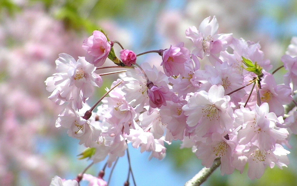 f:id:wildchild2001:20180406091246j:plain
