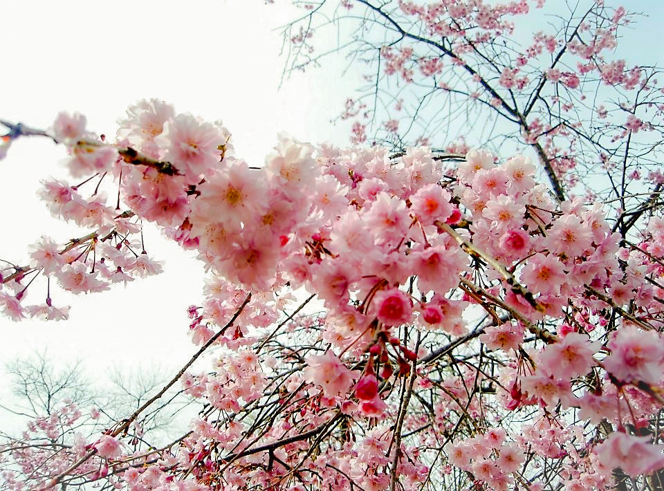 f:id:wildchild2001:20190327152657j:plain