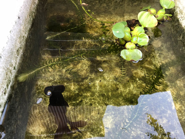 f:id:wildmedaka:20180831130733j:plain f:id:wildmedaka:20180831130733j:plain