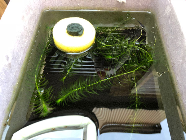 f:id:wildmedaka:20180831130743j:plain f:id:wildmedaka:20180831130743j:plain