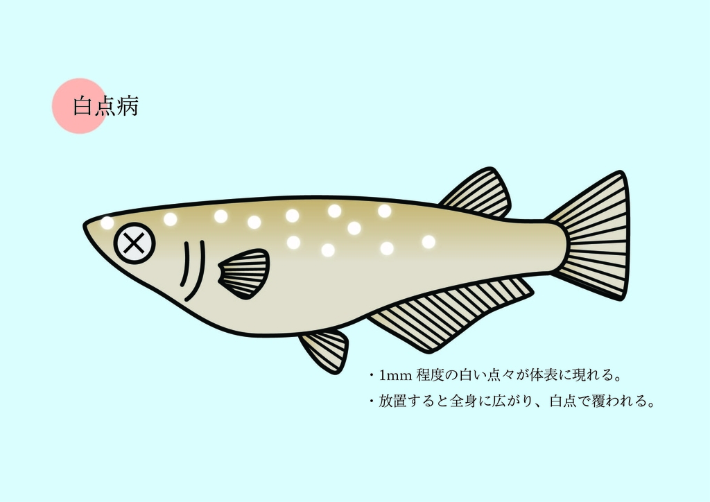f:id:wildmedaka:20190118090315j:plain
