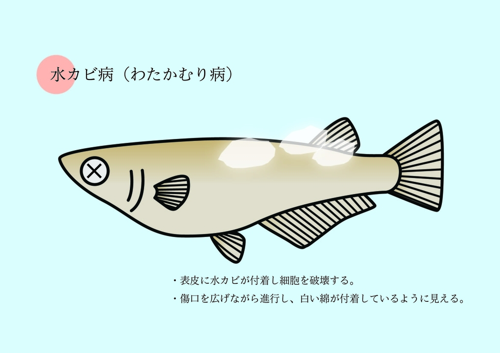 f:id:wildmedaka:20190118091028j:plain