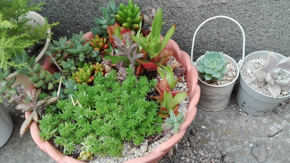 f:id:wildrose3:20190530211000j:plain
