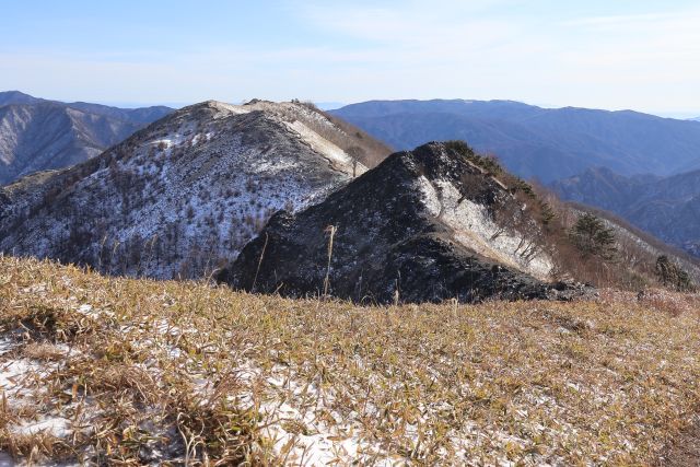足尾山塊 中倉尾根と孤高のブナ - 新緑のこもれび
