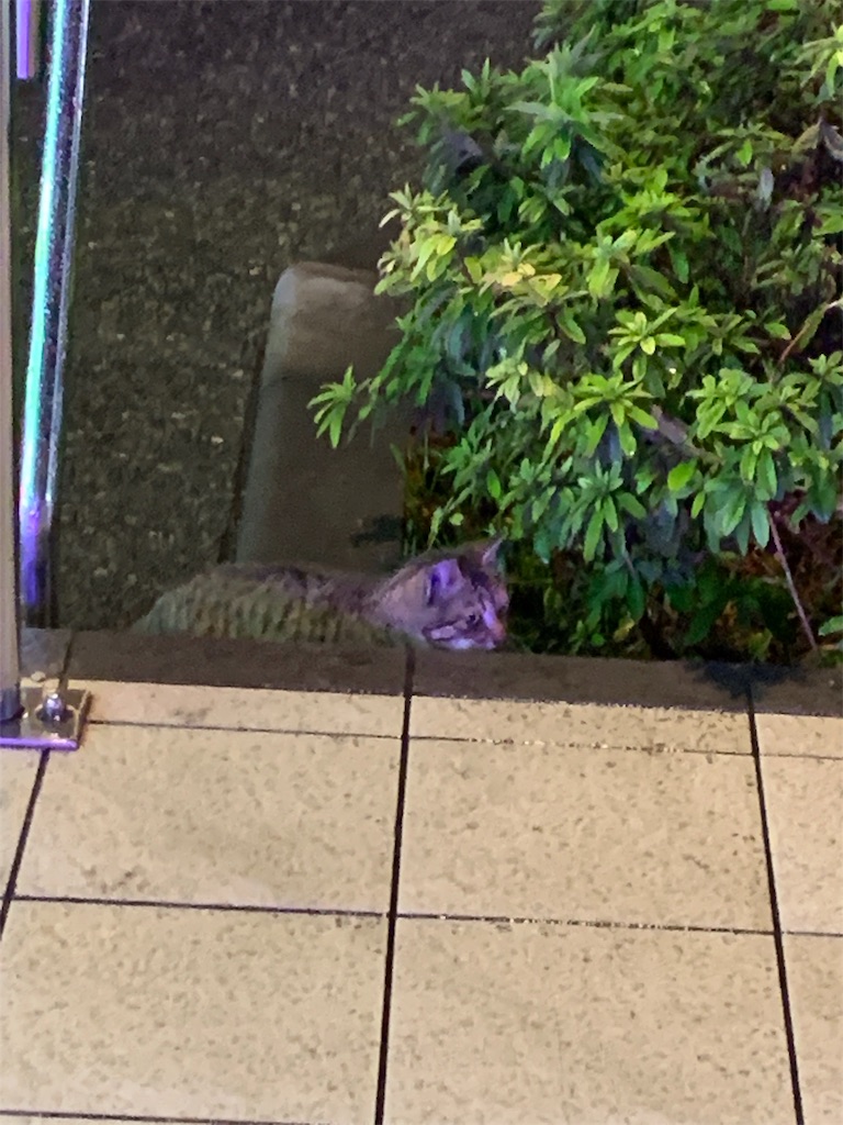 f:id:willemer:20190221145751j:image