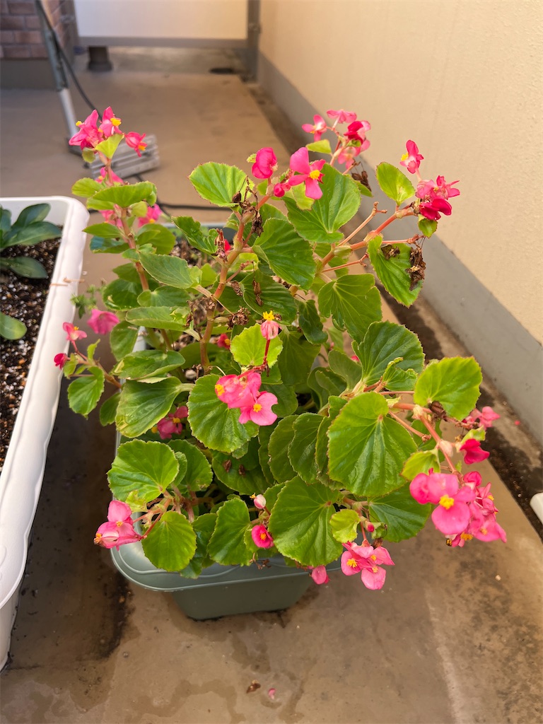 f:id:willemer:20211202083757j:image