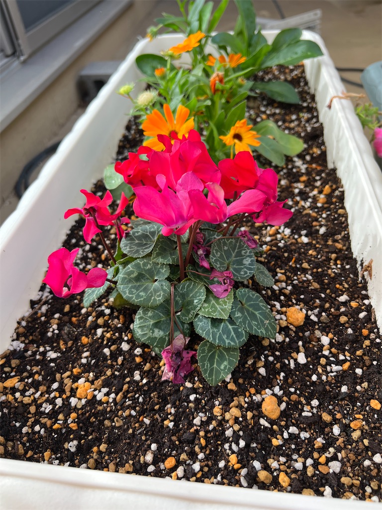 f:id:willemer:20211202083851j:image