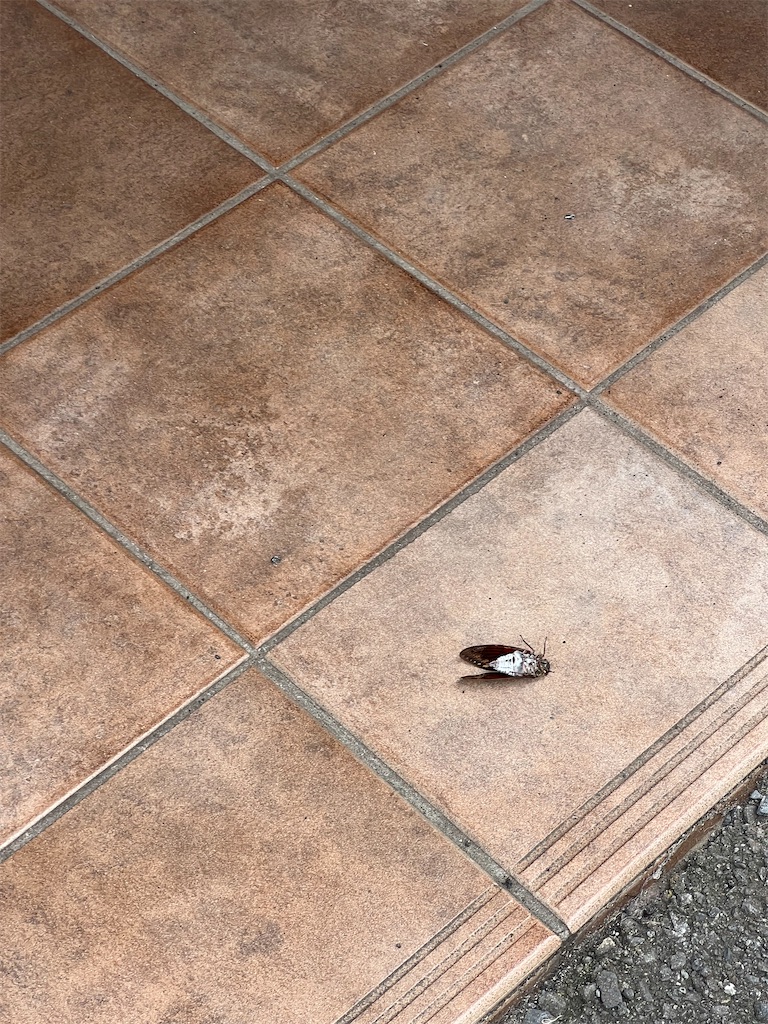 f:id:willemer:20220719010351j:image