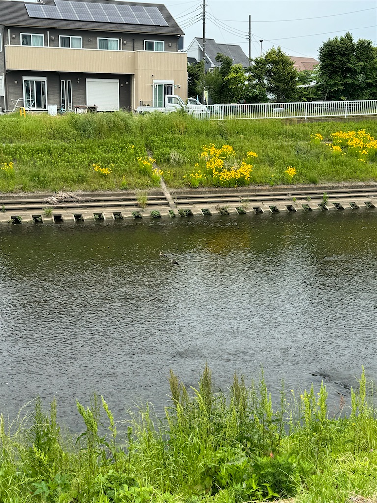 f:id:willemer:20240519231417j:image