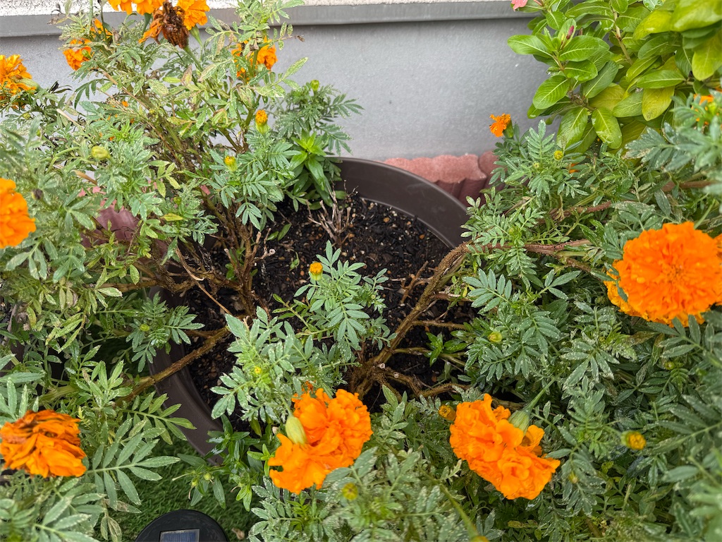 f:id:willemer:20251018124126j:image f:id:willemer:20251018124126j:image