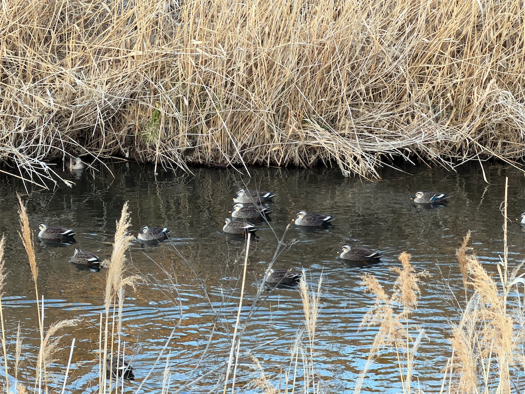 f:id:willemer:20260210175844j:image