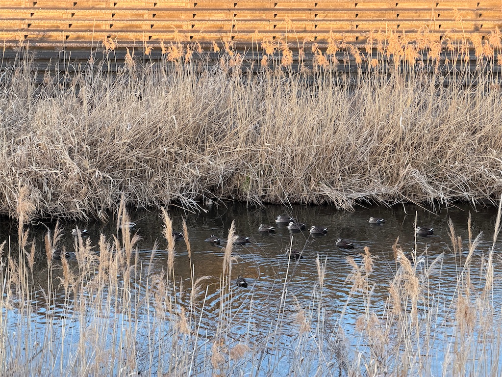 f:id:willemer:20260210175905j:image