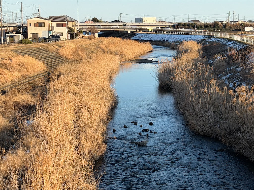 f:id:willemer:20260210175934j:image