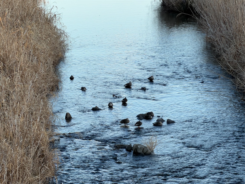 f:id:willemer:20260210180039j:image