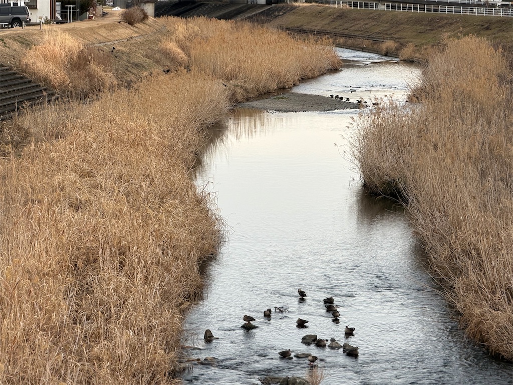 f:id:willemer:20260212214613j:image