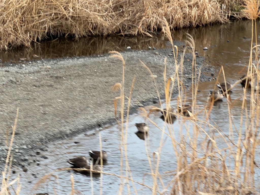 f:id:willemer:20260212214619j:image