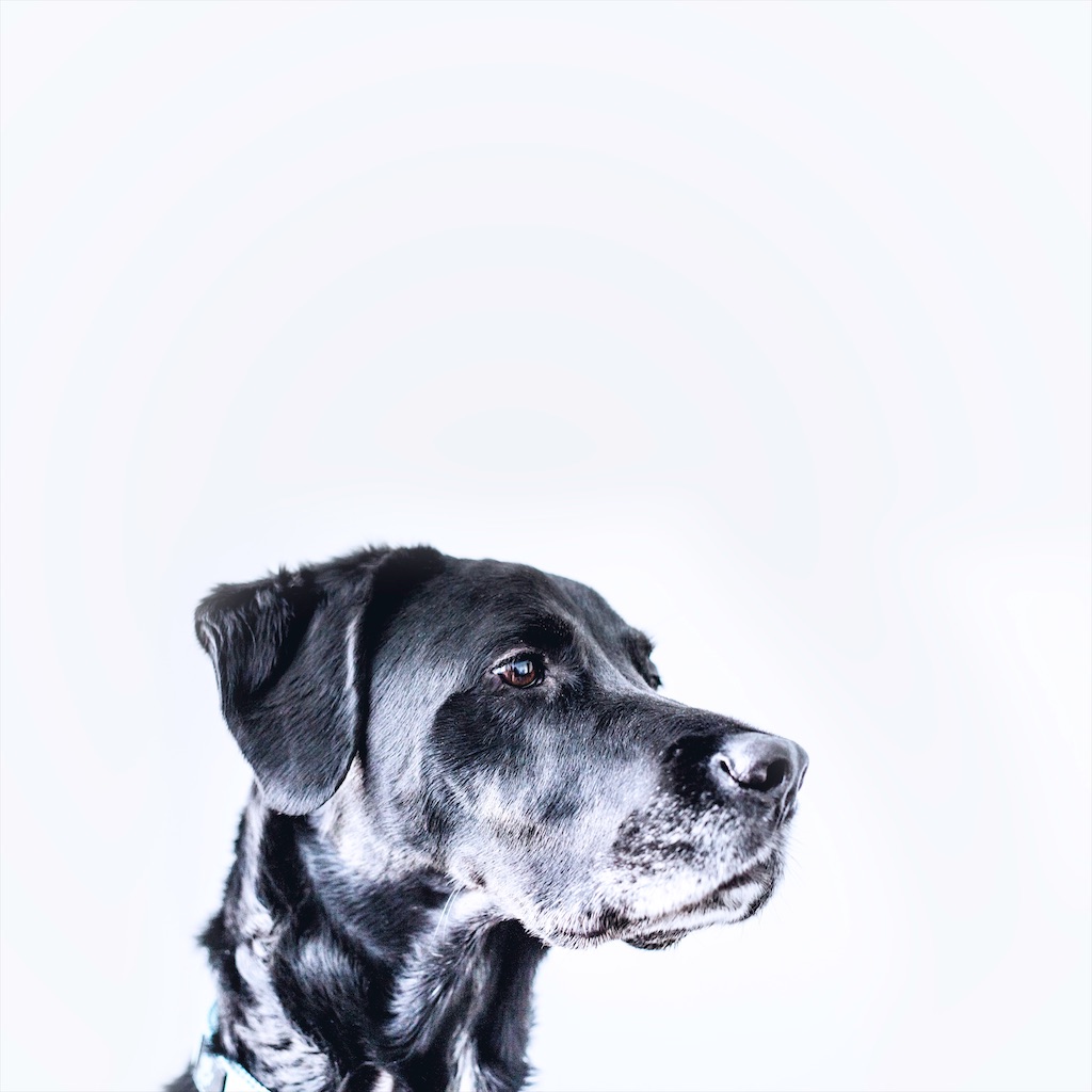 f:id:william-s:20191217223252j:image f:id:william-s:20191217223252j:image