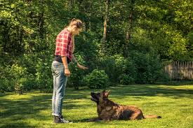 Benefits of Wireless Dog Fences - Dog Training Point