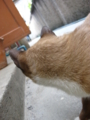 20081115160947
