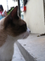 20081115162154