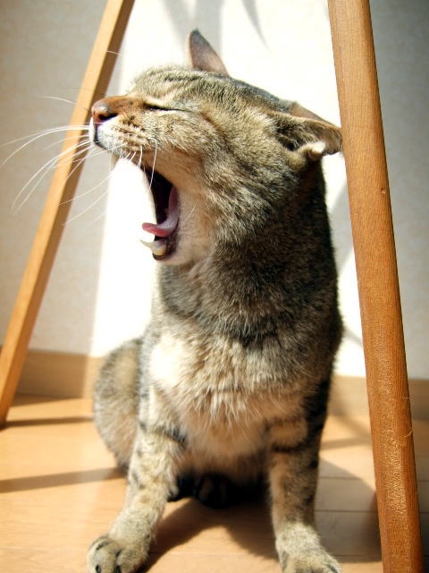 f:id:windbandpress:20161028163746j:plain f:id:windbandpress:20161028163746j:plain