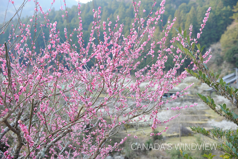 川売の梅花まつり Canada S Windview